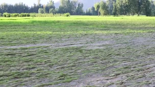 Agricultural Fields Storm Heavy Rain Pakistan — Stock videók