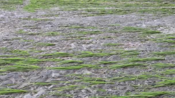 Agriculture Rice Fields Damage Heavy Rain Flood Swat Valley — Stok video