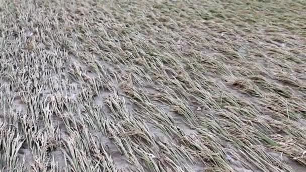 Rice Crop Damage Flood Water Overflow River Swat — Stockvideo