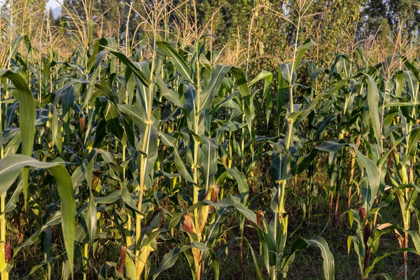 Maize crop ready to harvest