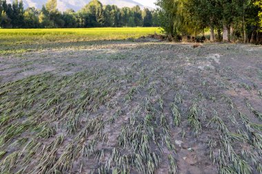 Rice crop damage and washout by a flood in nearby river