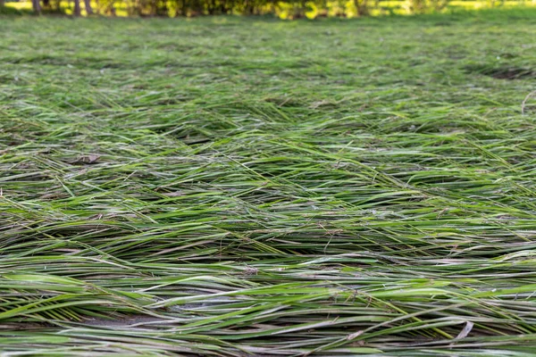 Flood water runoff and wash away agriculture field and crop