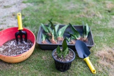 Propagating snake plant from leaf cuttings with selective focus
