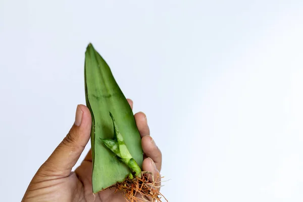 Moon shine snake plant propagation by single leaf on isolated white background and selective focus