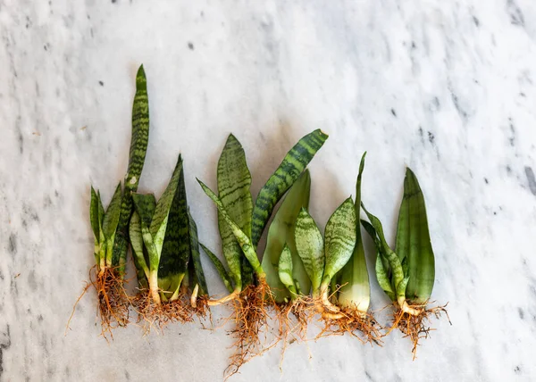 Sansevieria Bare Roots Plants Laying Marble Counter Selective Focus — стоковое фото