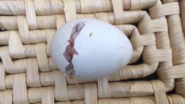 Chick Hatching Egg High Angle View — Stockvideo
