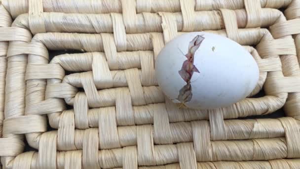 Little Baby Chick Hatching Egg — Stock video