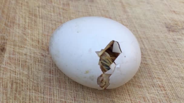 Chick Hatching Egg High Angle View — Stock videók