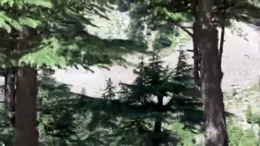 Sedir ya da deodar ağaçları Kalam 'dan Mahodand Gölü' ne kadar yol kenarında.