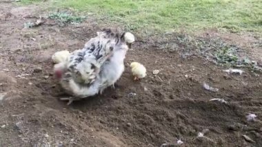 Frizzle hen with chickens searching for worms in the garden