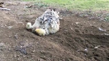 Mother hen digging soil for training chick to learn to find food for them self
