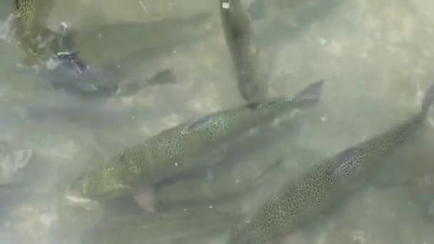Trout Fish Farming Kalam Swat Valley — Vídeos de Stock