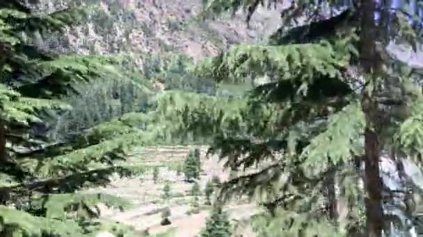 Deodar Árboles Valle Usho Kalam Swat Clip Grabado Coche Movimiento — Vídeos de Stock