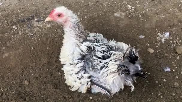 Broody Frizzle Bantam Hen Newborn Chicks — Wideo stockowe