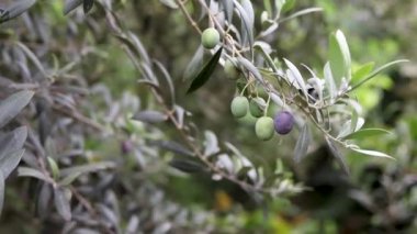 Olive fruit growing on a tree branch