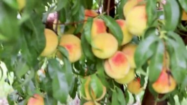 Ripe peaches in the tree ready to be harvested
