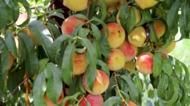 Fresh peaches in the peach fruit tree closeup view