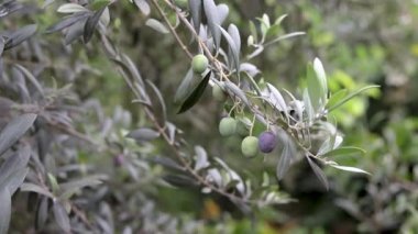Olive farming in khyber Pakhtunkhawa province of Pakistan