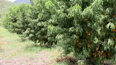 Peach fruit farming in khyber Pakhtunkhawa province of Pakistan