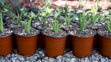 Tiger tooth aloe succulents plants growing in a small pot in plant nursery