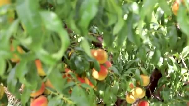 Ripe Peach Fruit Closeup View Tree — Αρχείο Βίντεο