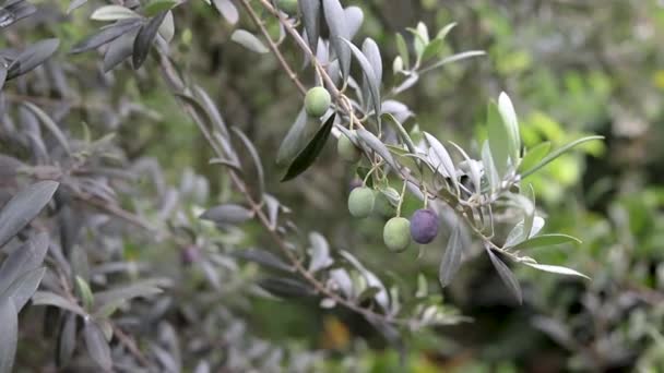 Olive Farming Khyber Pakhtunkhawa Province Pakistan — Stockvideo