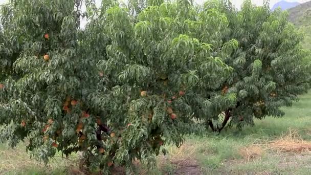 Peach Fruit Farming Swat Valley Pakistan — стоковое видео