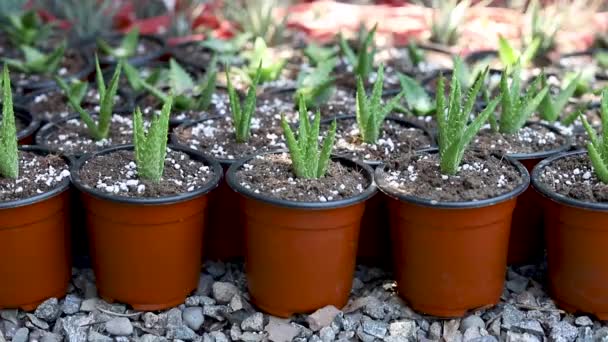 Tiger Tooth Aloe Succulents Plants Growing Small Pot Plant Nursery — Stock video