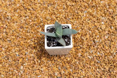 crassula pervane fabrikası ya da uçak fabrikası. Yapraklar, üst üste dizilmiş zıt çiftlerden oluşan çarpık bir desen içinde büyürler.