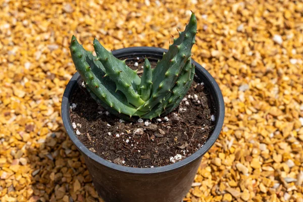 Aloe Aculeata Sekope Vagy Piros Forró Póker Aloe Közelkép — Stock Fotó