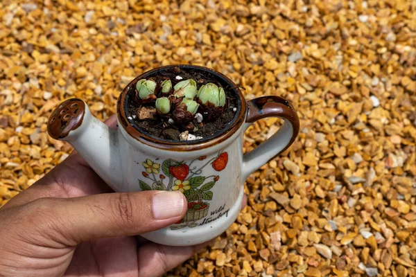 Linda Pequeña Planta Suculenta Rosa Una Olla Decorativa — Foto de Stock