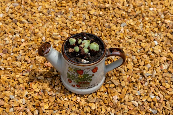 Rose Succulente Adorabile Vaso Ceramica — Foto Stock