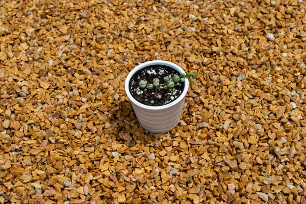 Σειρά Από Μαργαριτάρια Ποικιλόμορφο Φυτό Παχύφυτα Ένα Χαριτωμένο Μικροσκοπικό Δοχείο — Φωτογραφία Αρχείου