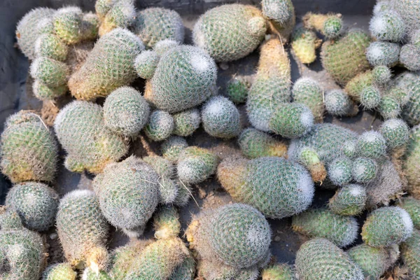 Mammillaria Cactus Cuccioli Primo Piano Vista — Foto Stock