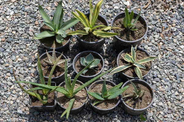 Succulents Cactus Mix Plants Plastic Pots — Stok Foto