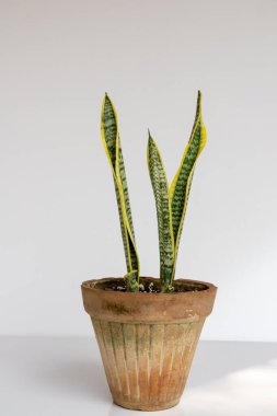 Sansevieria trifasciata laurentii sarı kenarlı yapraklar beyaz izole arka planda bitki