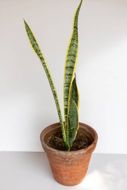 Sansevieria Trifasciata Laurentii: İzole edilmiş beyaz arka plan