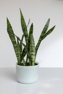 Sansevieria zeylanica minimalist kavramsal beyaz izole arkaplanlı beyaz mermer bir tencerede