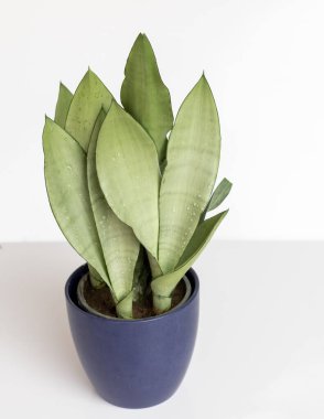Sansevieria Moonshine Yılan Yüksek açılı Görünüm