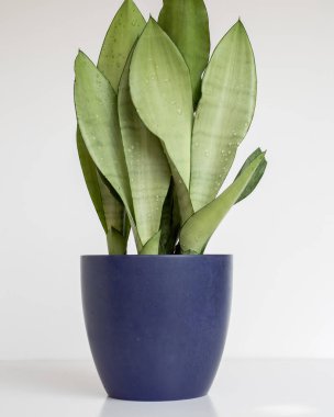 Sansevieria Trifasciata Moonshine yılan otu. Beyaz arka planda izole edilmiş bir tencerede.