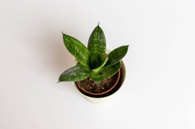 Sansevieria hahnii kuşları izole beyaz arka planda yılan yuvası kurarlar.