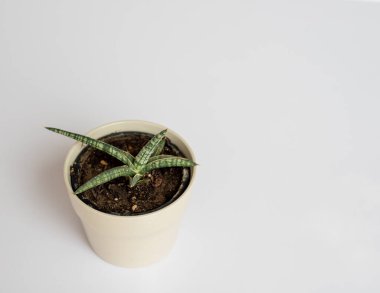 İzole edilmiş beyaz arka planda Sansevieria Lavranos yürüyen yılan bitkisi
