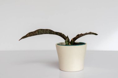 Sansevieria Kirkii bakır tonlu yılan fabrikası