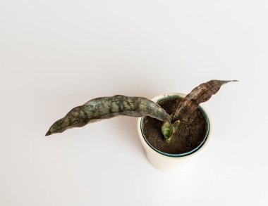 Sansevieria Kirkii bakır tonlu yılan fabrikasının yüksek açılı görüntüsü