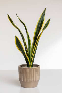 Sansevieria trifasciata Siyah Altın Ekstrem yılan bitkisi izole edilmiş beyaz arka planda