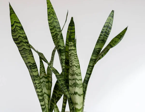 Sansevieria Zeylanica Had Rostlina Listy Detailní Izolovaném Bílém Pozadí — Stock fotografie
