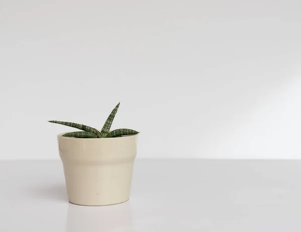 Sensaveria walking snake plant in a beautiful decorative ceramic pot on white isolated background