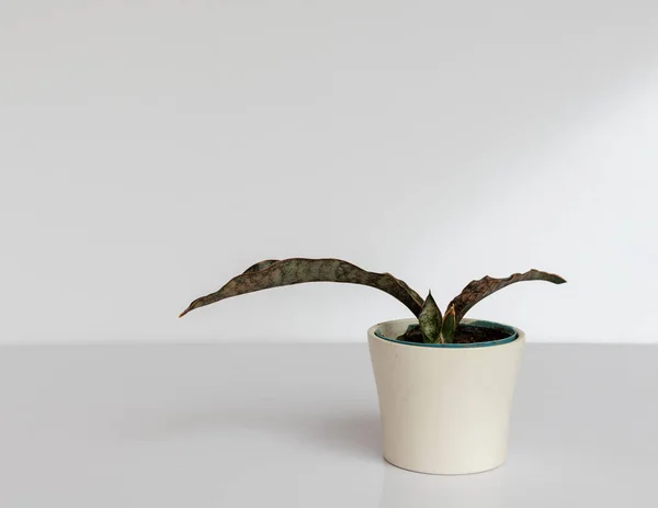 Sansevieria Kirkii Coppertone Auf Weißem Isoliertem Hintergrund — Stockfoto