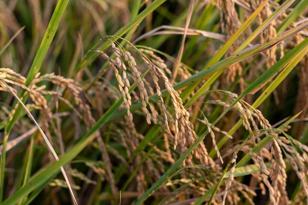 Orelha Arroz Close Para Sementes Arroz Ouvido Arroz Belo Campo — Fotografia de Stock