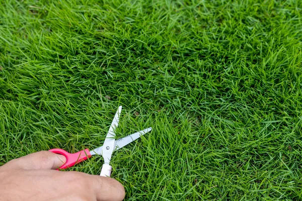 Het Gras Maaien Met Een Kleine Schaar — Stockfoto